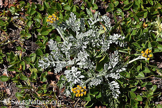 Photo: Senecio incanus. Whole plant (habiti). View from above.