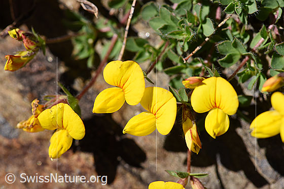Photo: Lotus alpinus. Flowers.