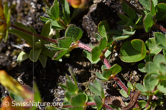 Photo: Lotus alpinus. Leaves and stems.
