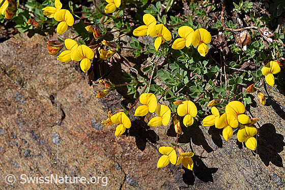 Photo: Lotus alpinus. Whole plant