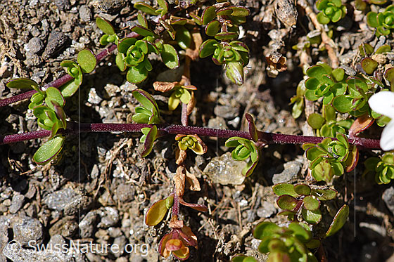 Foto: Zweiblütiges Sandkraut (Arenaria biflora). Stängel und Blätter.