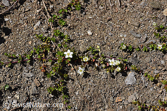Foto: Zweiblütiges Sandkraut (Arenaria biflora). Ganze Pflanze von oben.