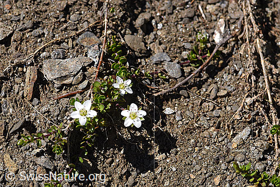 Foto: Zweiblütiges Sandkraut (Arenaria biflora). Ganze Pflanze von oben.