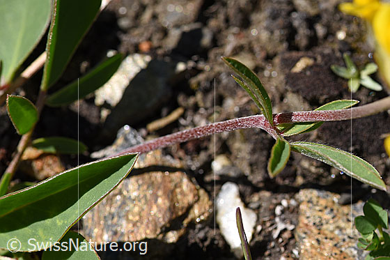 Foto: Alpen-Wundklee (Anthyllis vulneraria ssp. alpestris). Stängel und Blätter.