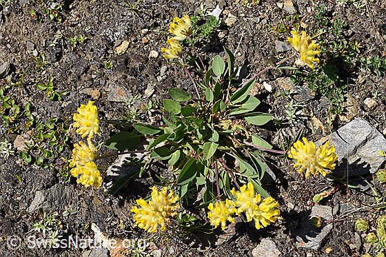 Foto: Alpen-Wundklee (Anthyllis vulneraria ssp. alpestris). Ganze Pflanze (Habitus).