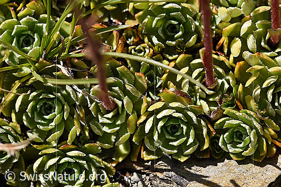 Photo: Saxifraga paniculata. Leaves and stem.