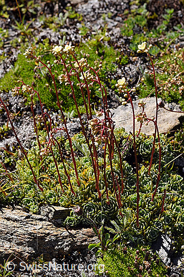 Foto: Trauben-Steinbrech (Saxifraga paniculata). Ganze Pflanze.
