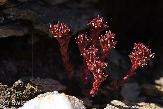 Foto: Dunkler Mauerpfeffer (Sedum atratum). Ganze Pflanze (Habitus).