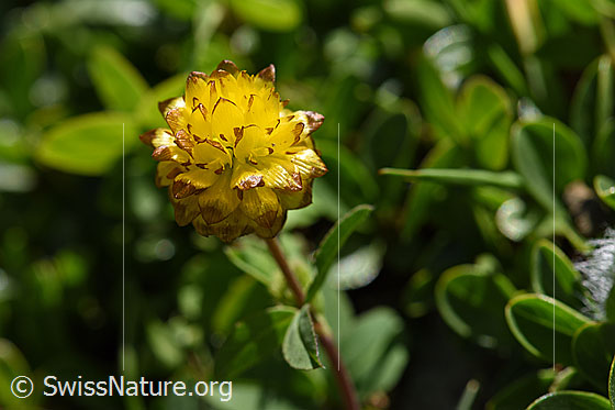 Foto: Braun-Klee (Trifolium badium). Ganze Pflanze.