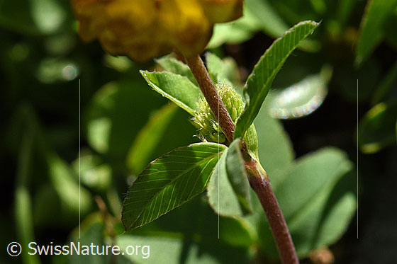 Foto: Braun-Klee (Trifolium badium). Blätter.