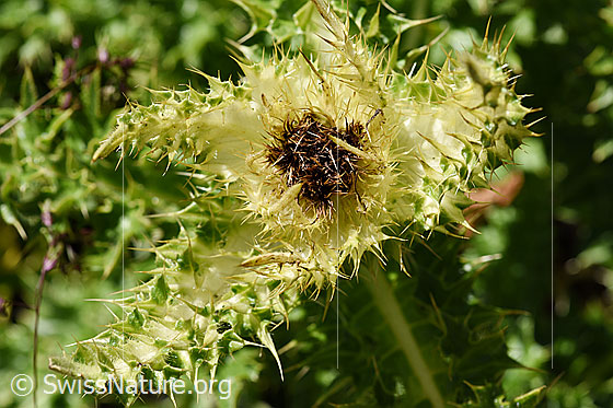 Foto: Alpen-Kratzdistel (Cirsium spinosissimum). Ganze Pflanze (Habitus).