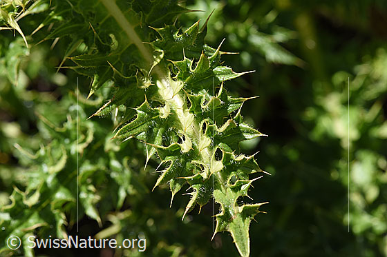 Foto: Alpen-Kratzdistel (Cirsium spinosissimum). Blätter.