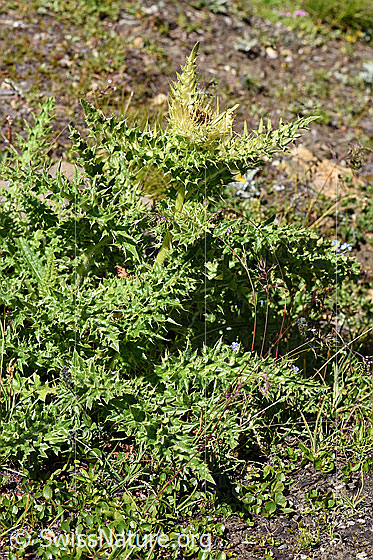 Foto: Alpen-Kratzdistel (Cirsium spinosissimum). Ganze Pflanze (Habitus).