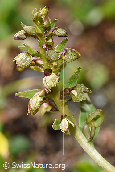 Foto: Grüne Hohlzunge (Coeloglossum viride). Blütenstand.