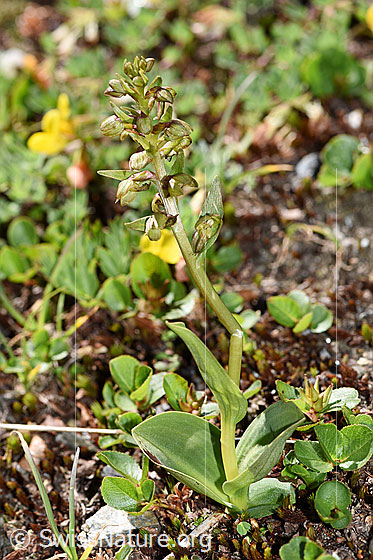 Foto: Grüne Hohlzunge (Coeloglossum viride). Ganze Pflanze (Habitus).