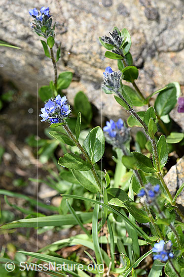 Foto: Alpen-Ehrenpreis (Veronica alpina). Ganze Pflanze.