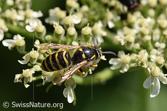Foto: Waldwespe (Dolichovespula sylvestris) auf Blüte. Länge 13-16mm. Ansicht von oben.