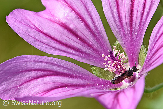 Wildbiene auf der Blüte einer Wilden Malve (Malva sylvestris)