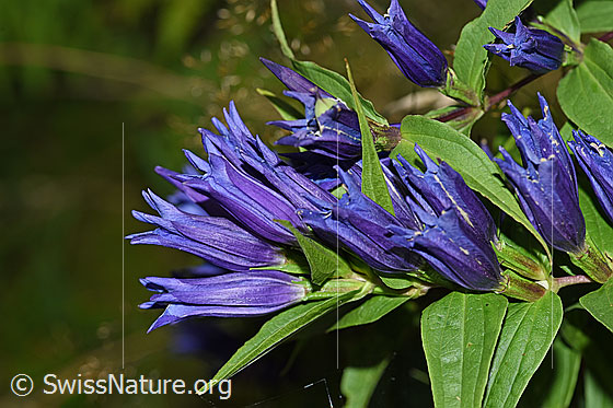 Foto: Schwalbenwurz-Enzian (Gentiana asclepiadea). Blüten und Blätter.
Umgebung: Wegrand in Wald. Ca. 1200m ü.M.
Lat.: Gentiana asclepiadea
Familie: Gentianaceae (Enziangewächse)
Gattung: Gentiana (Enziane)