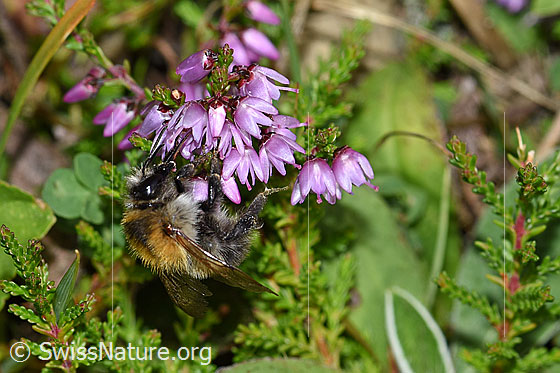 Foto: Ackerhummel (Bombus pascuorum) an Besenheide (Calluna vulgaris). Länge 9 - 15mm. Ansicht von seitlich vorne