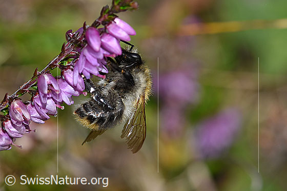 Foto: Ackerhummel (Bombus pascuorum) an Besenheide (Calluna vulgaris). Länge 9 - 15mm. Ansicht von der Seite.