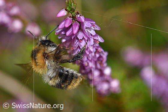 Photo: Bombus pascuorum an Besenheide (Calluna vulgaris). Length 9 - 15mm. View from the side.