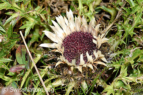Foto: Silberdistel (Carlina acaulis ssp. caulescens). Blüte und Blätter.