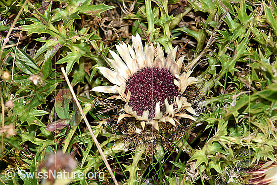 Foto: Silberdistel (Carlina acaulis ssp. caulescens). Blüte und Blätter.