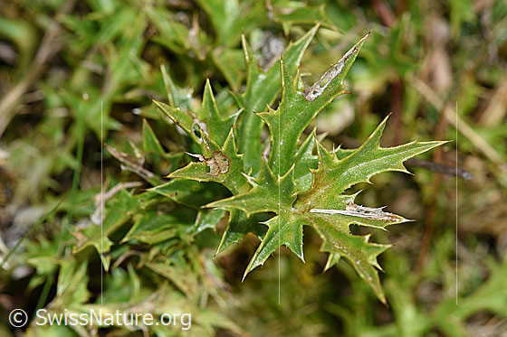 Foto: Silberdistel (Carlina acaulis ssp. caulescens). Blätter mit Stacheln.