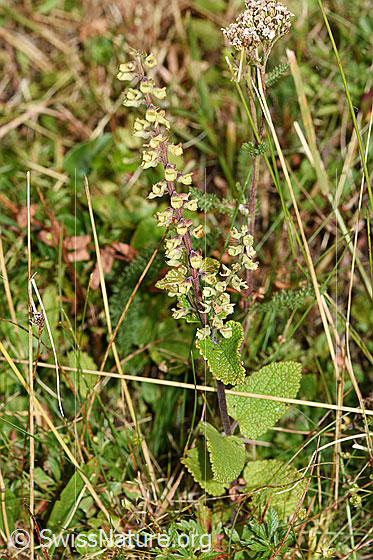 Photo: Teucrium scorodonia. Whole plant (habiti).