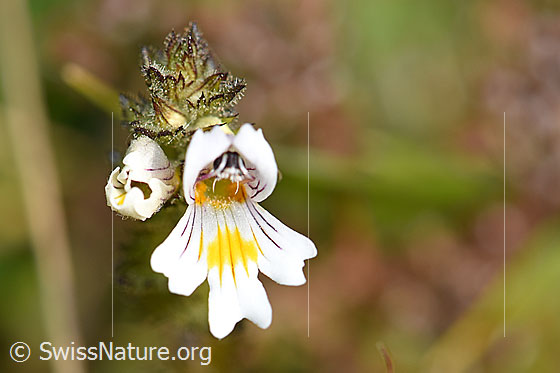 Photo: Euphrasia rostkoviana. Blossom.