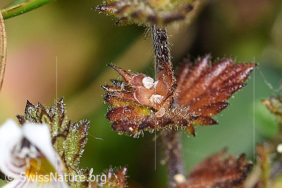 Photo: Euphrasia rostkoviana. Stem and leaves.