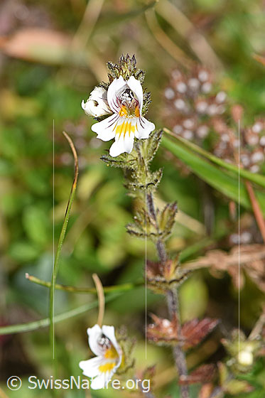 Photo: Euphrasia rostkoviana. Whole plant (habiti).