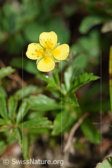Blutwurz (Potentilla erecta)