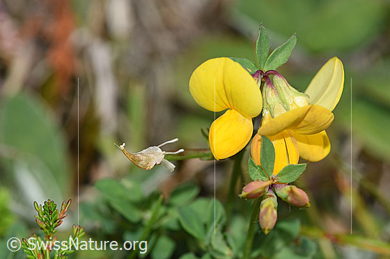 Photo: Lotus corniculatus. Blossoms.