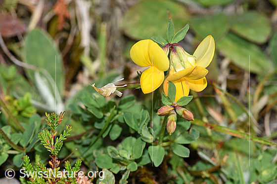 Foto: Gewöhnlicher Hornklee (Lotus corniculatus). Ganze Pflanze (Habitus)