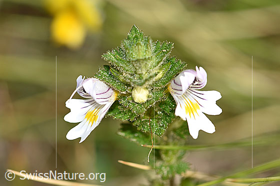 Photo: Euphrasia rostkoviana. Blossoms.