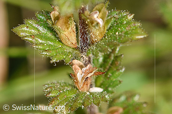 Photo: Euphrasia rostkoviana. Stem and leaves.