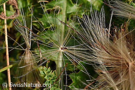 Photo: Cirsium acaule. Pappus and seed.