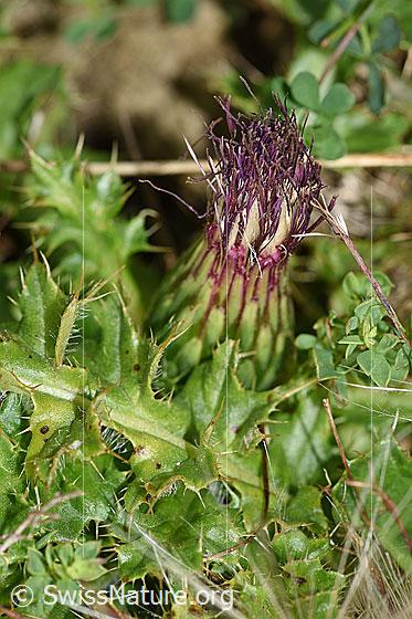Photo: Cirsium acaule. Blossom geschlossen.