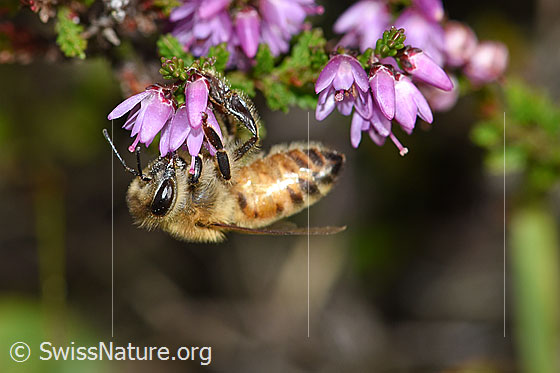 Photo: Apis mellifera ligustica on Calluna vulgaris. Length 11-13mm. View from the side.