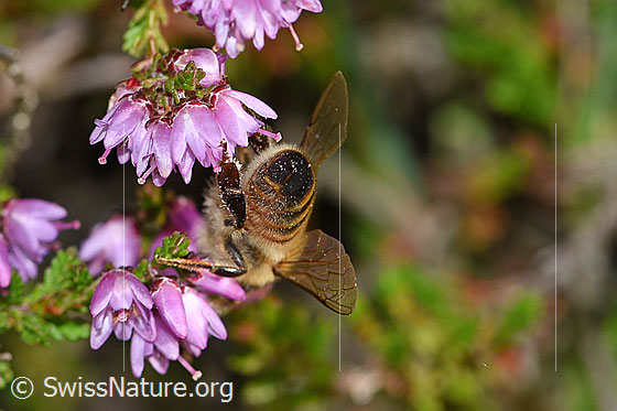 Foto: Italienische Biene (Apis mellifera ligustica) an Besenheide (Calluna vulgaris). Alias: Italiener-Biene. Länge 11-13mm. Ansicht von hinten.