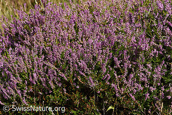 Foto: Besenheide (Calluna vulgaris). Ganze Pflanze (Habitus).