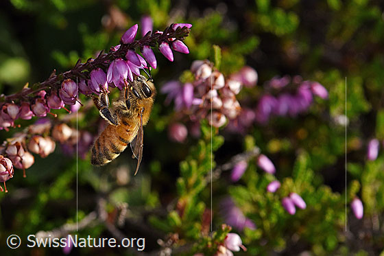 Foto: Italienische Biene (Apis mellifera ligustica) an Besenheide (Calluna vulgaris). Alias: Italiener-Biene. Länge 11-13mm. Ansicht von der Seite.