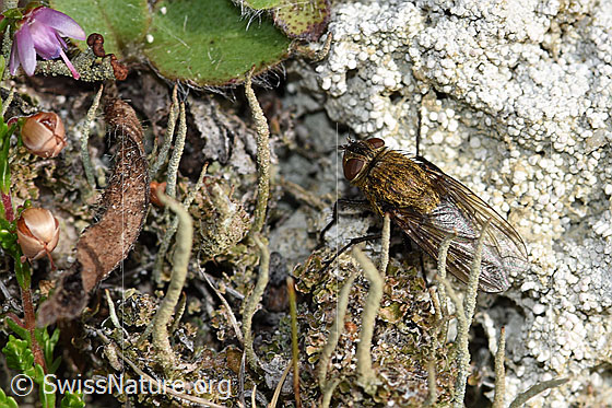 Photo: Pollenia rudis. Length 5 - 12mm. Female. View from diagonally above.