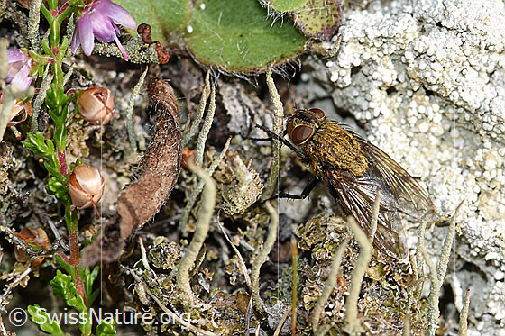 Photo: Pollenia rudis. Length 5 - 12mm. Female. View from diagonally above.