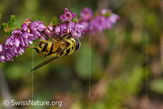 Photo: Myathropa florea auf Besenheide (Calluna vulgaris). View from diagonally behind.