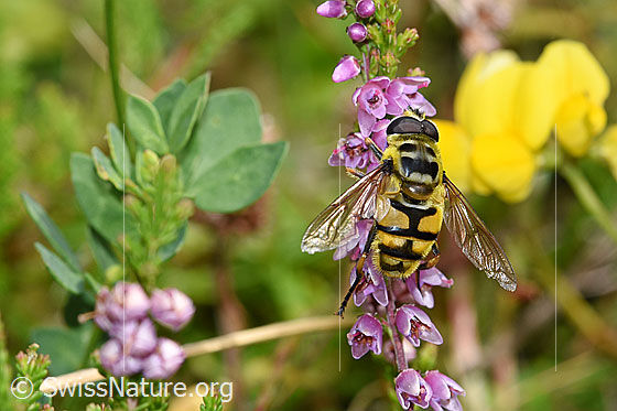 Foto: Totenkopfschwebfliege (Myathropa florea) auf Besenheide (Calluna vulgaris). Ansicht von oben.
