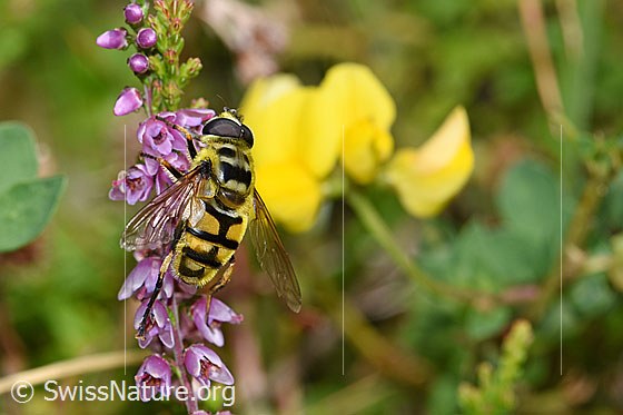 Foto: Totenkopfschwebfliege (Myathropa florea) auf Besenheide (Calluna vulgaris). Ansicht von oben.
