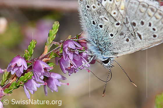 Foto: Wahrscheinlich Idas-Bläuling (Plebejus idas) auf Besenheide (Calluna vulgaris). Männchen.  Flügel geschlossen. Ansicht von der Seite. Wird auch Ginster-Bläuling genannt.